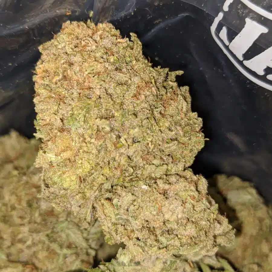 cali bubba 2 I Emma's SFV OG