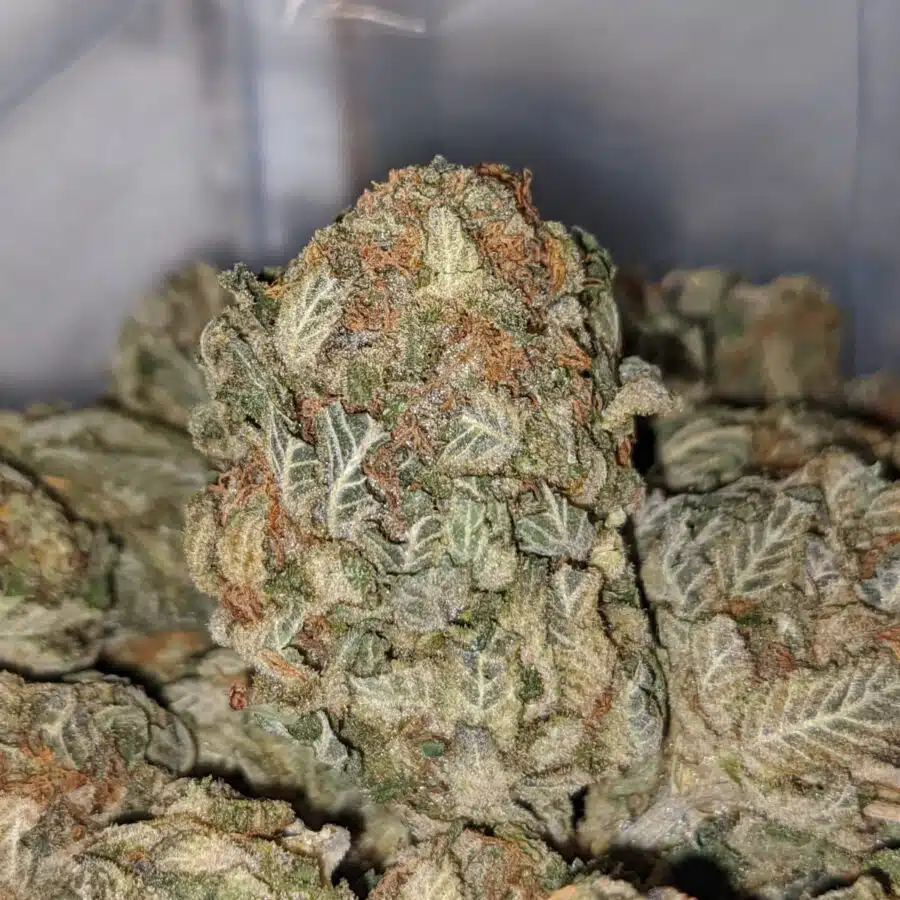 cali tuna dod 1 I Cali Tuna - *Deal Of The Day*