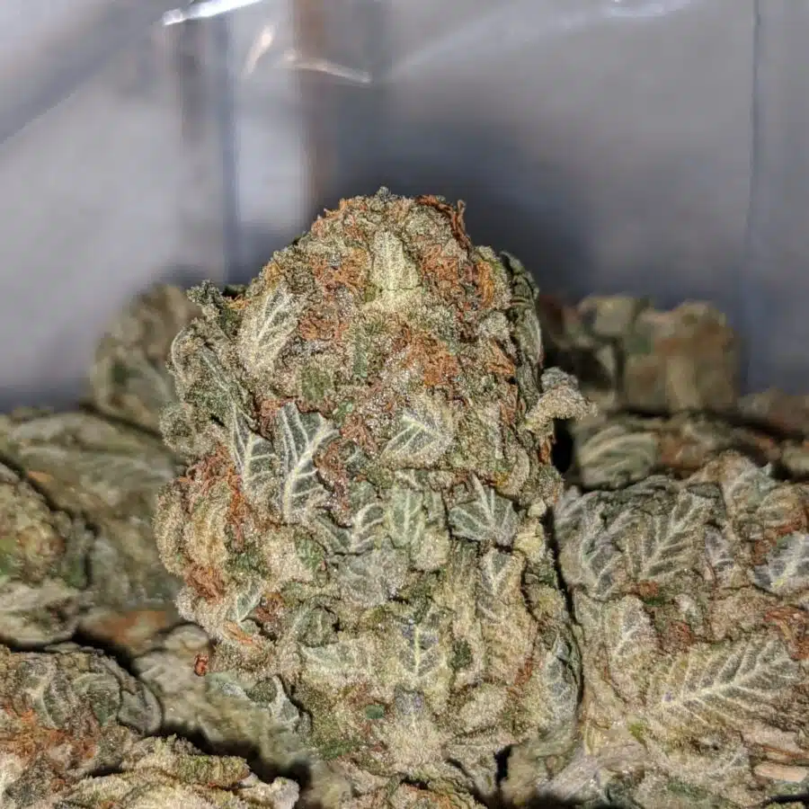 cali tuna dod 2 I Cali Tuna - *Deal Of The Day*