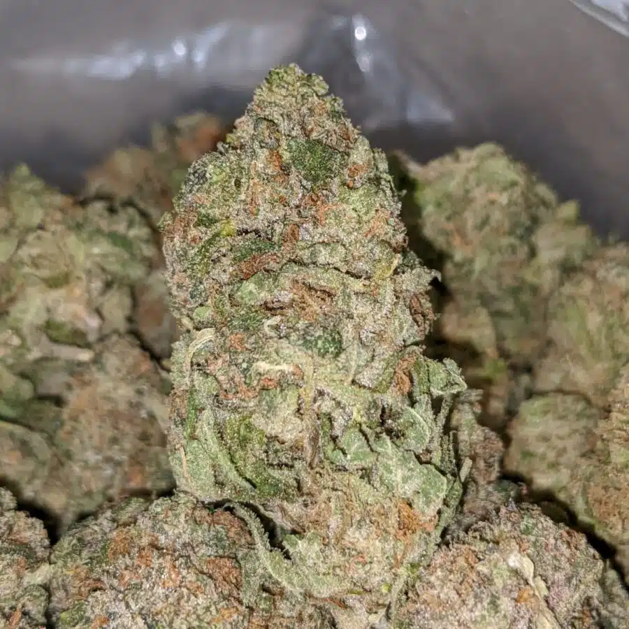 crystal coma dod 1 I Crystal Coma - *Deal Of The Day*