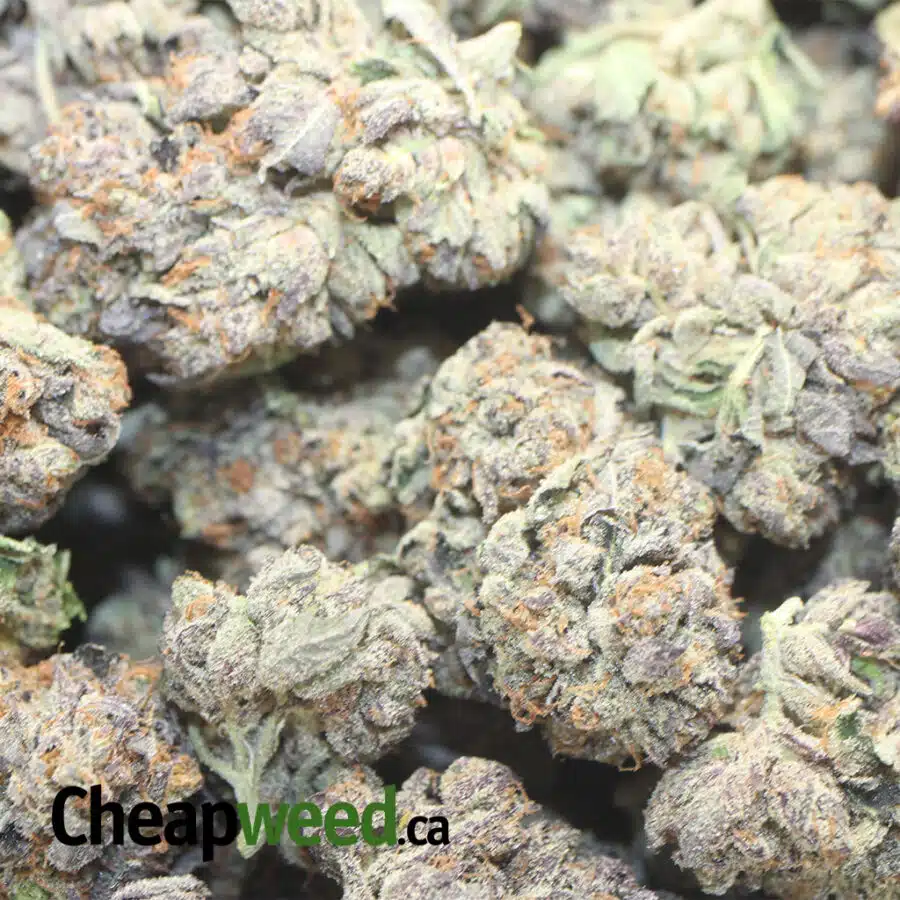 emma dgp 1 I Emma's Granddaddy Purple