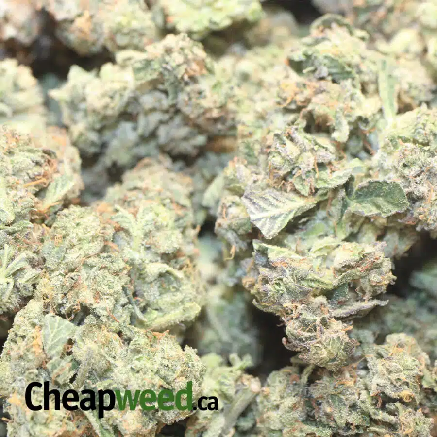 emmas khalifa kush 1 I Emma's Khalifa Kush