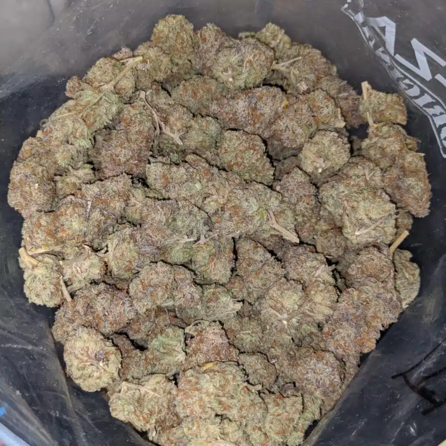 emmas parkfire 3 I $75 Oz - Parkfire