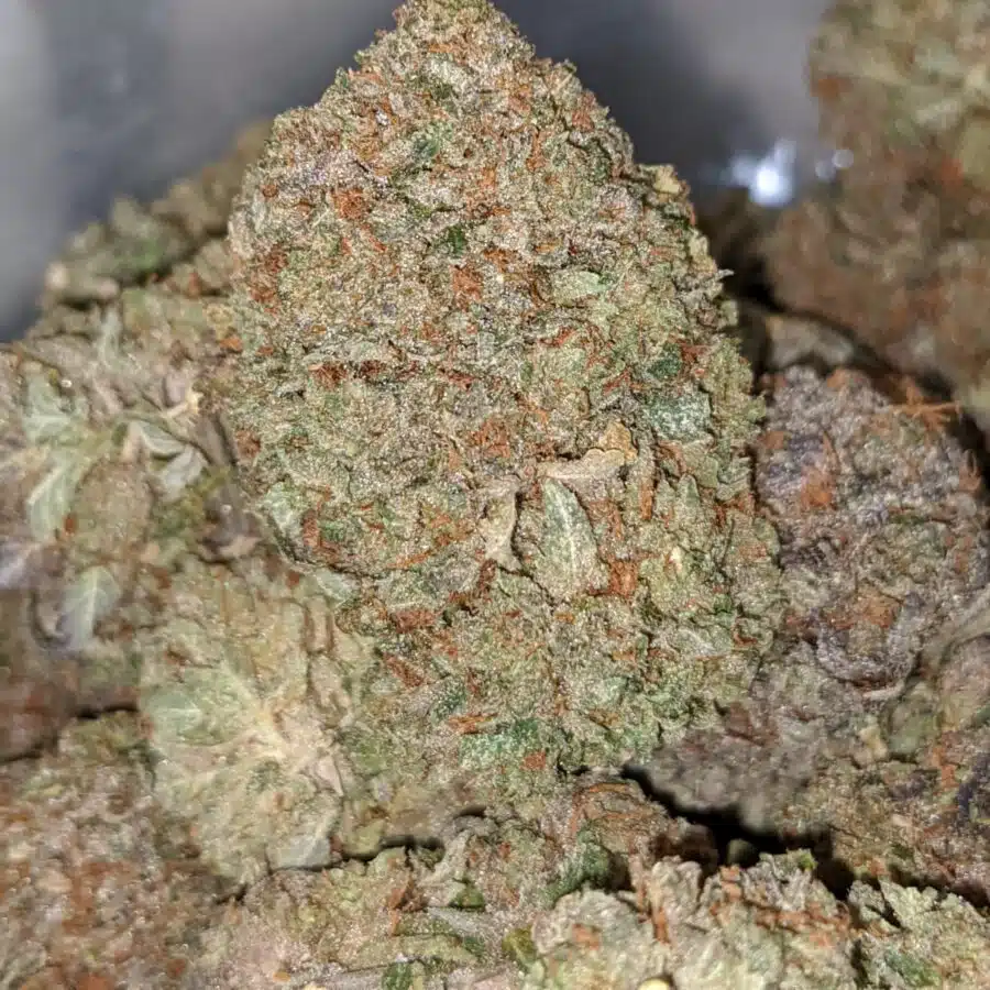 emmas purple bubba 2 I Emma's Purple Bubba