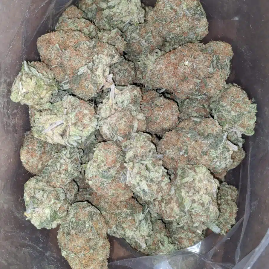 exodus cheese 1 I Exodus Cheese