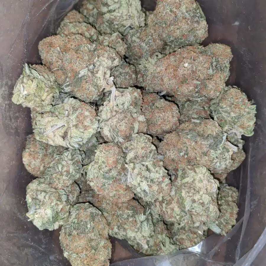 exodus cheese 2 I Exodus Cheese