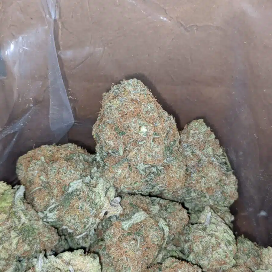 exodus cheese 3 I Exodus Cheese
