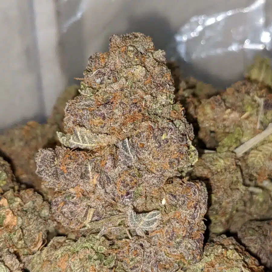 grape thrashers 1 I Grape Trashers