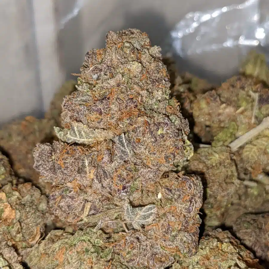 grape thrashers 2 I Grape Trashers