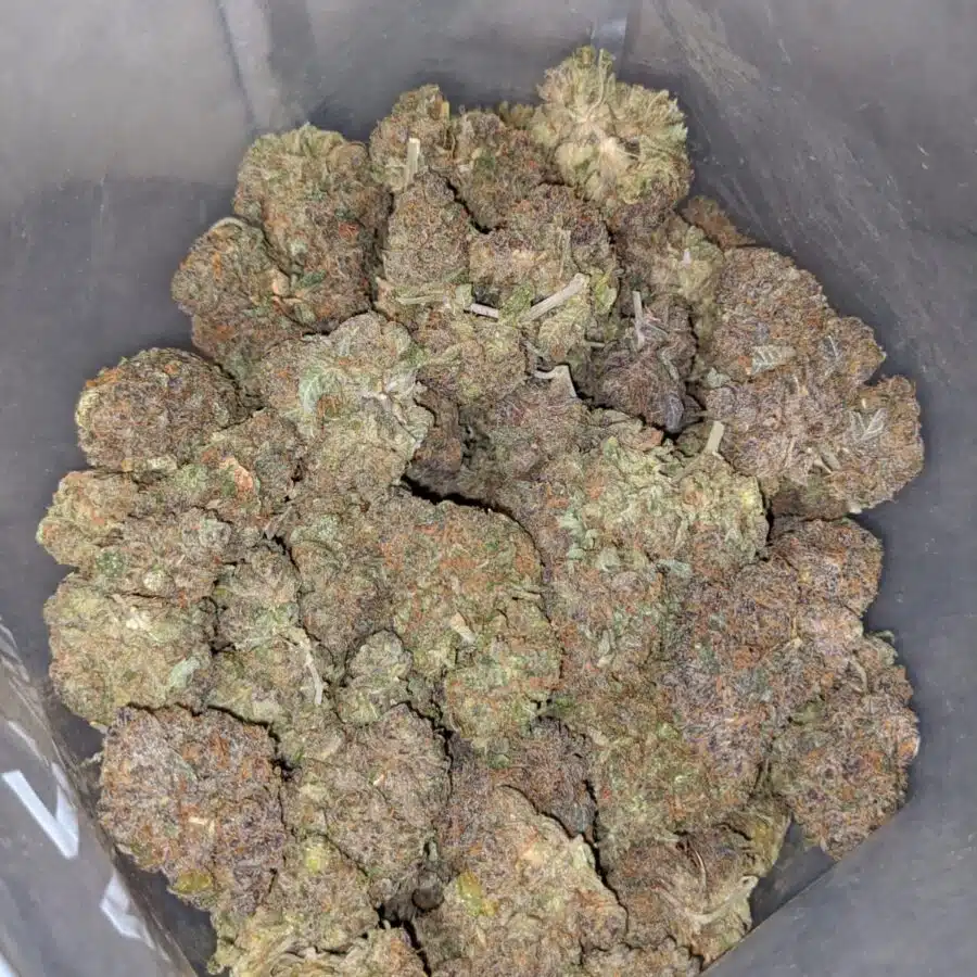 grape thrashers 4 I Grape Trashers