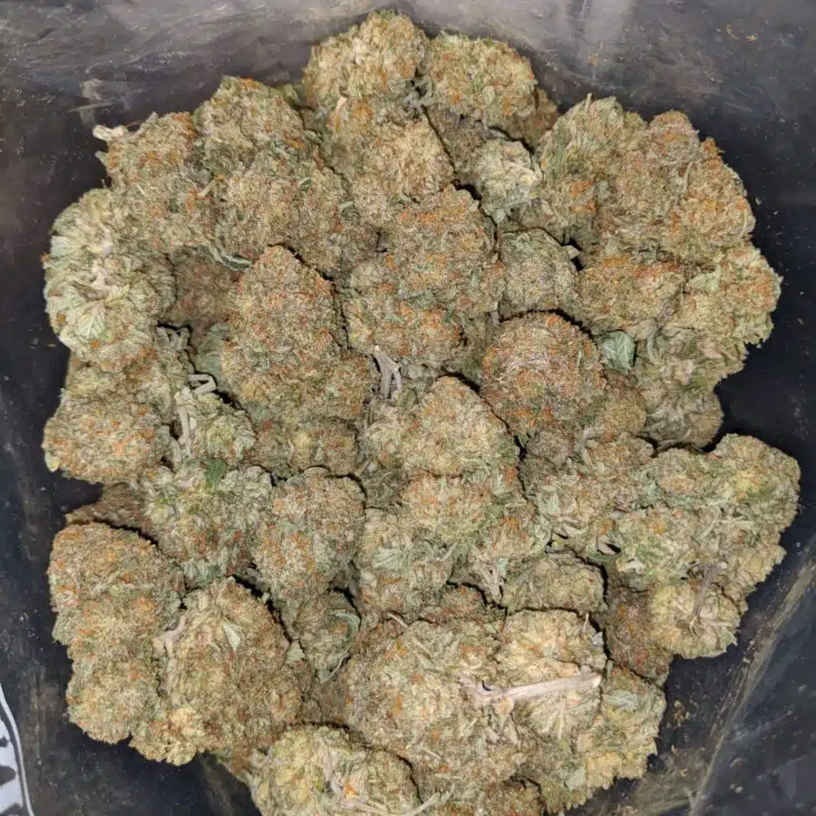 grease god 1 I Grease God