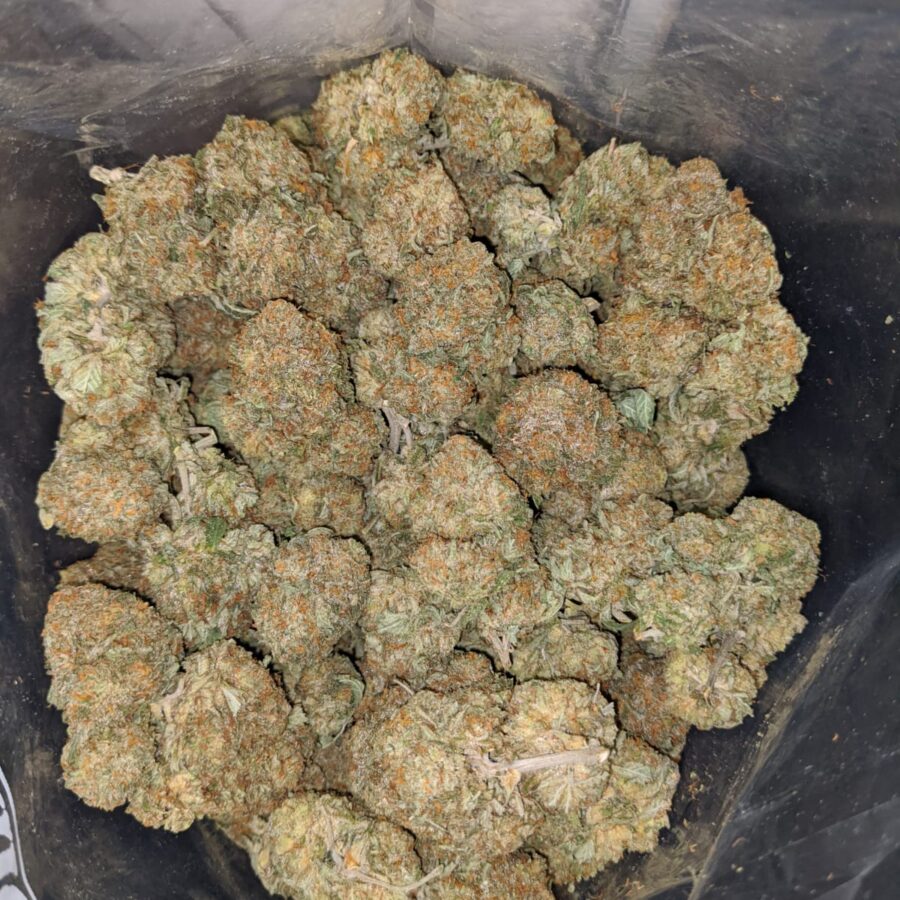 grease god 2 I Grease God