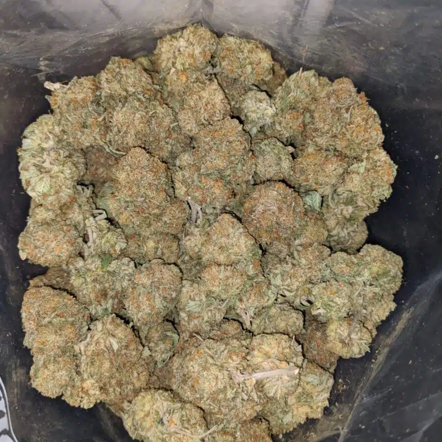 grease god 2 I Grease God