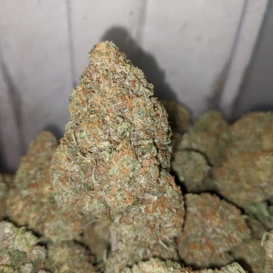 grease god 3 I Grease God
