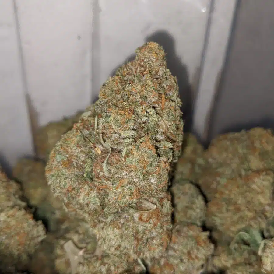 grease god 4 I Grease God