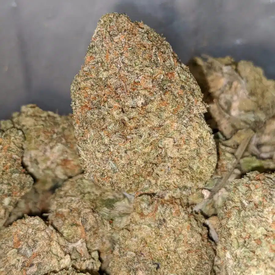 greasy bubba dod 1 I Greasy Bubba * Deal Of The Day *