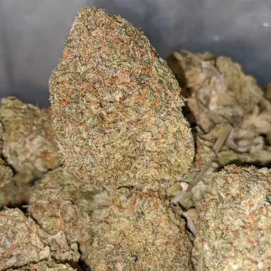 greasy bubba dod 2 I Greasy Bubba * Deal Of The Day *