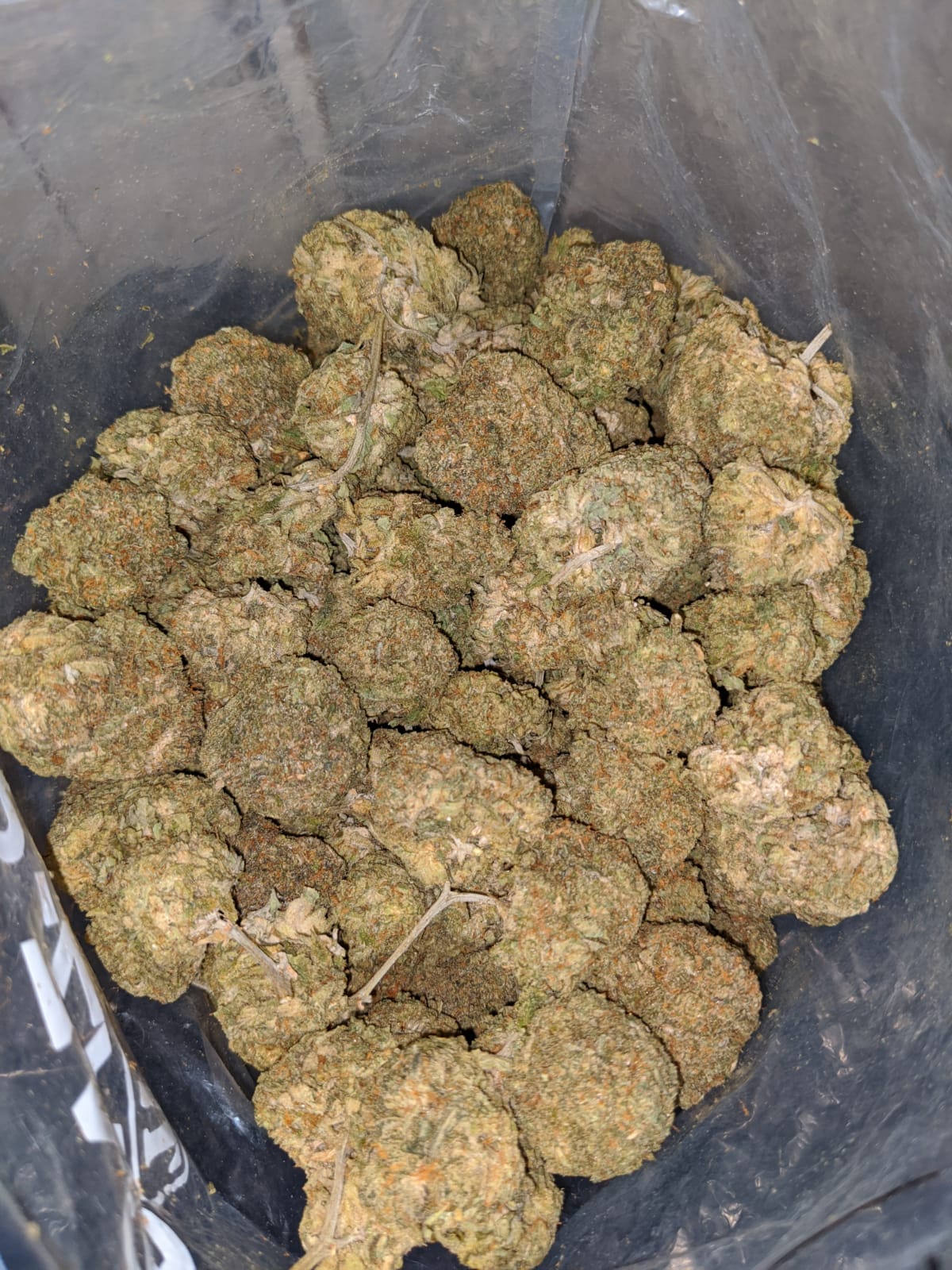 Greasy Bubba * Deal Of The Day *