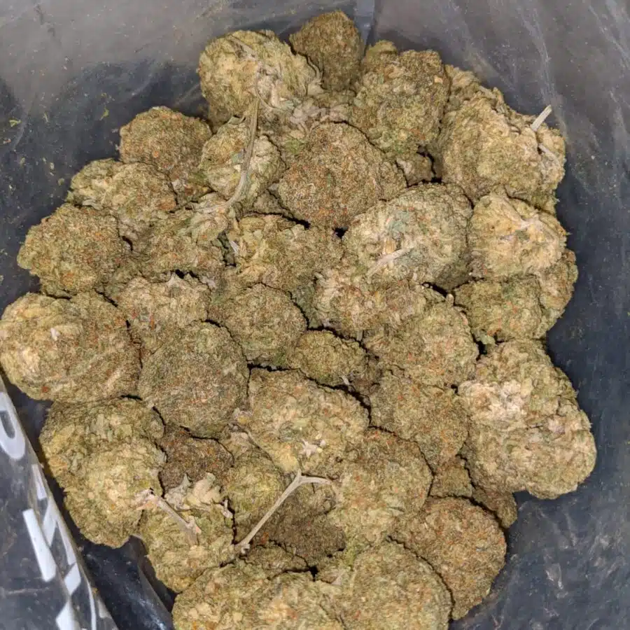 greasy bubba dod 4 I Greasy Bubba * Deal Of The Day *