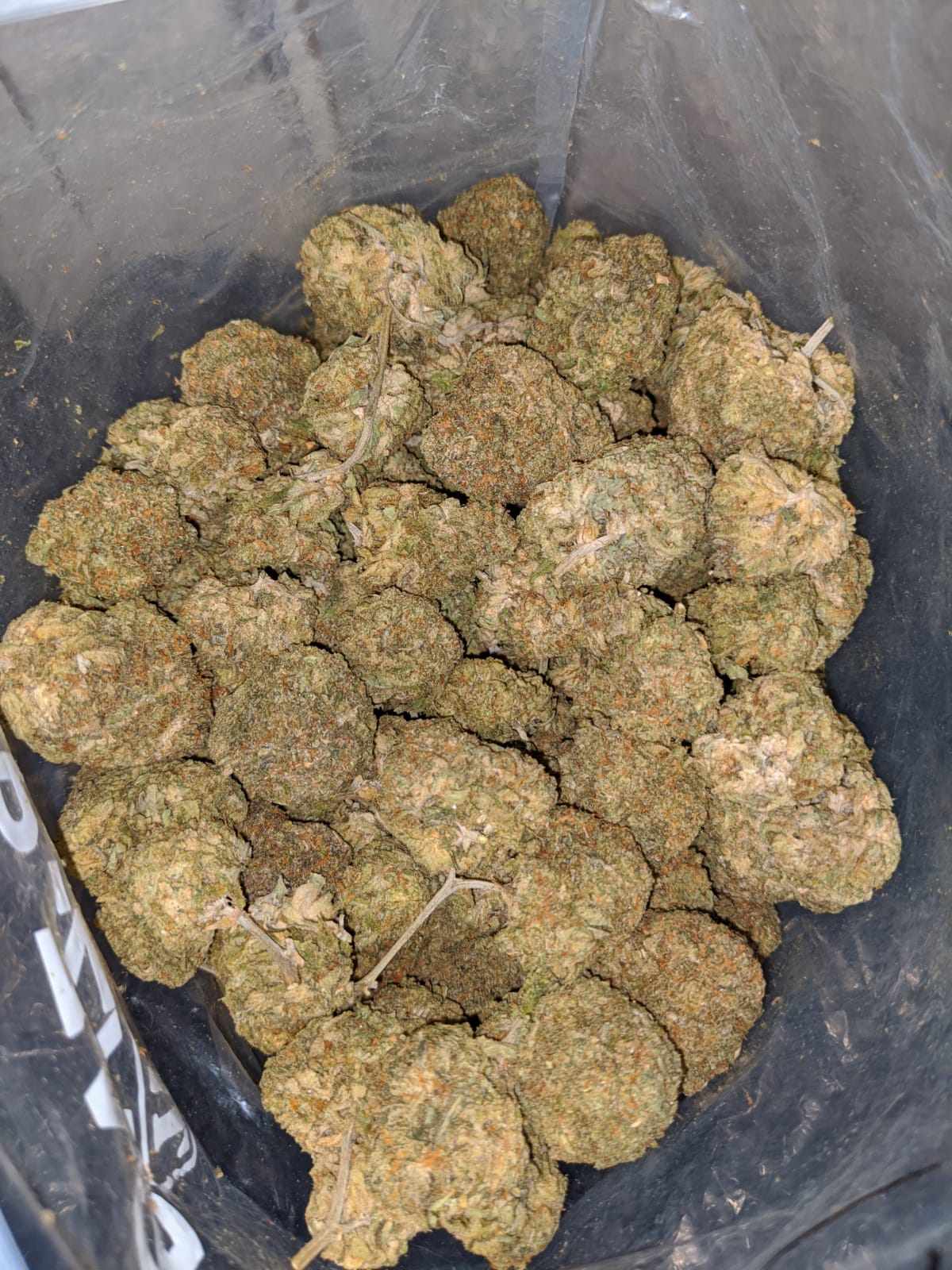 Greasy Bubba * Deal Of The Day * - Image 3
