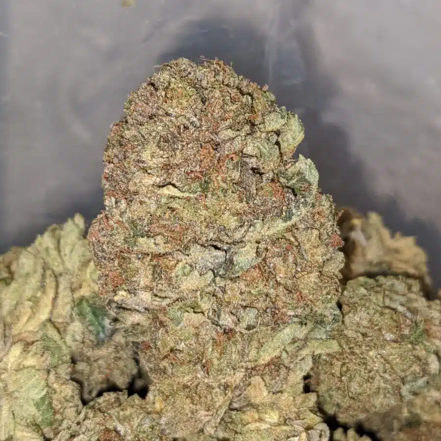 jackfruit haze dod 1 I Jackfruit Haze - *Deal Of The Day*