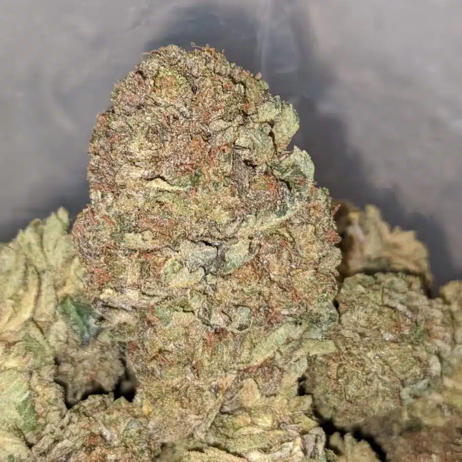 jackfruit haze dod 2 I Jackfruit Haze - *Deal Of The Day*