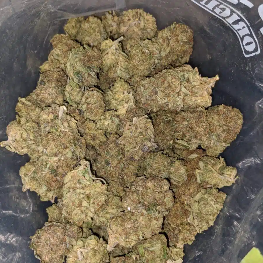 jackfruit haze dod 3 I Jackfruit Haze - *Deal Of The Day*