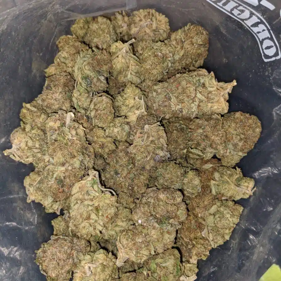 jackfruit haze dod 4 I Jackfruit Haze - *Deal Of The Day*