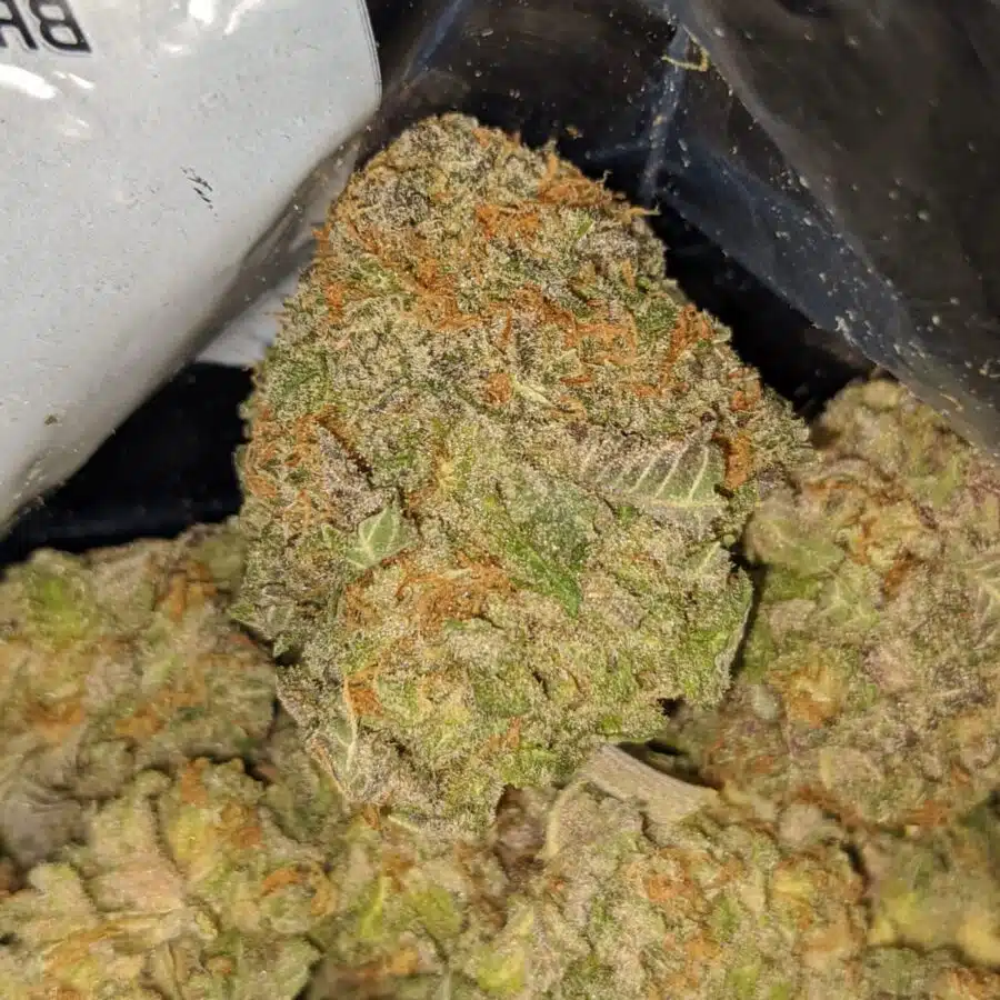 jilly bean aaa 1 I Purple Space Queen
