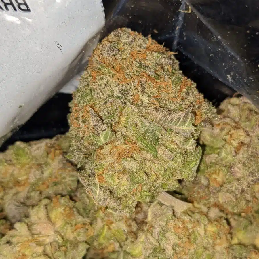 Alternative view of Purple Space Queen