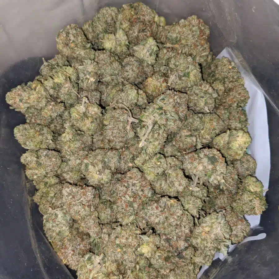 kings bubba dod 1 I King's Bubba - *Deal Of The Day*
