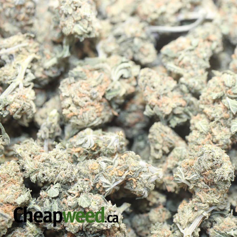 kubble kush aa smalls 1 I Kubbie Kush AA+ (Smalls)