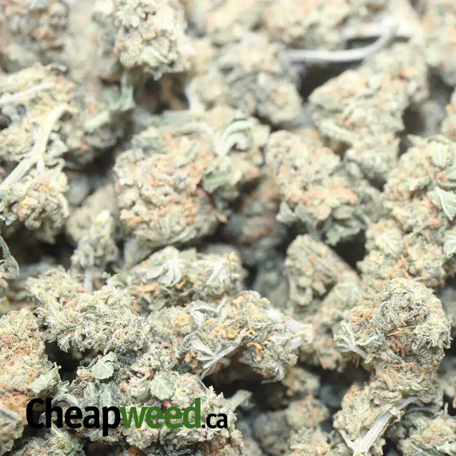 kubble kush aa smalls 1 I Kubbie Kush AA+ (Smalls)