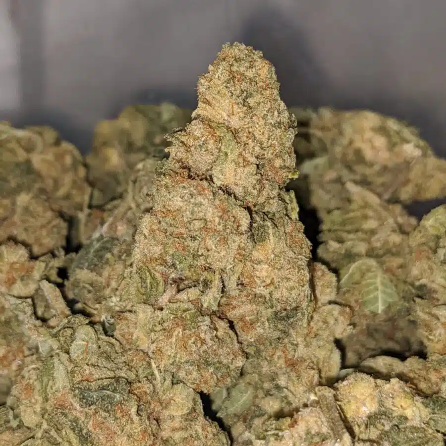 lemon punch bulk special 1 I Lemon Punch Bulk Special