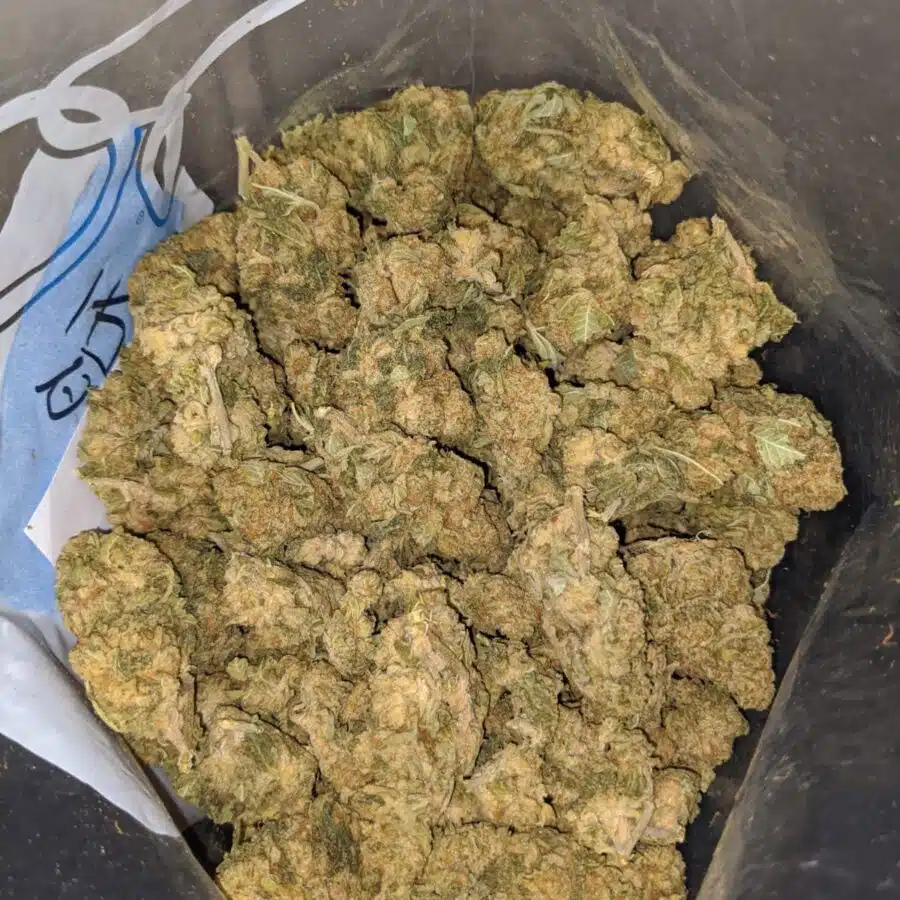 lemon punch bulk special 3 I Lemon Punch Bulk Special