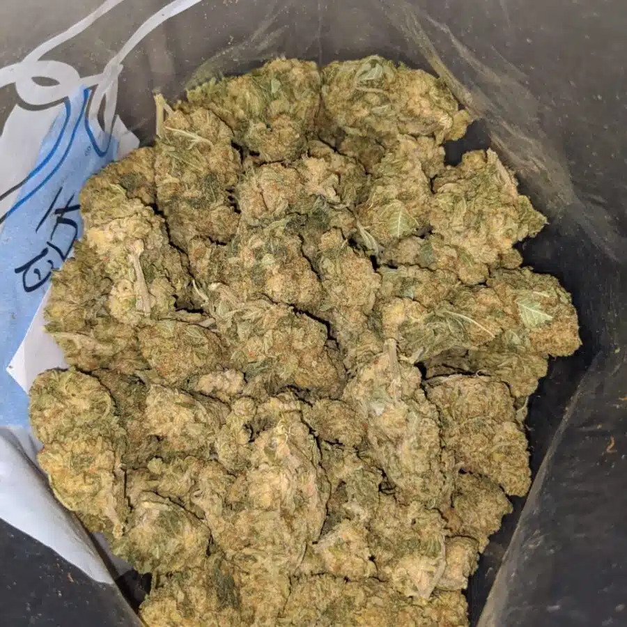 lemon punch bulk special 4 I Lemon Punch Bulk Special