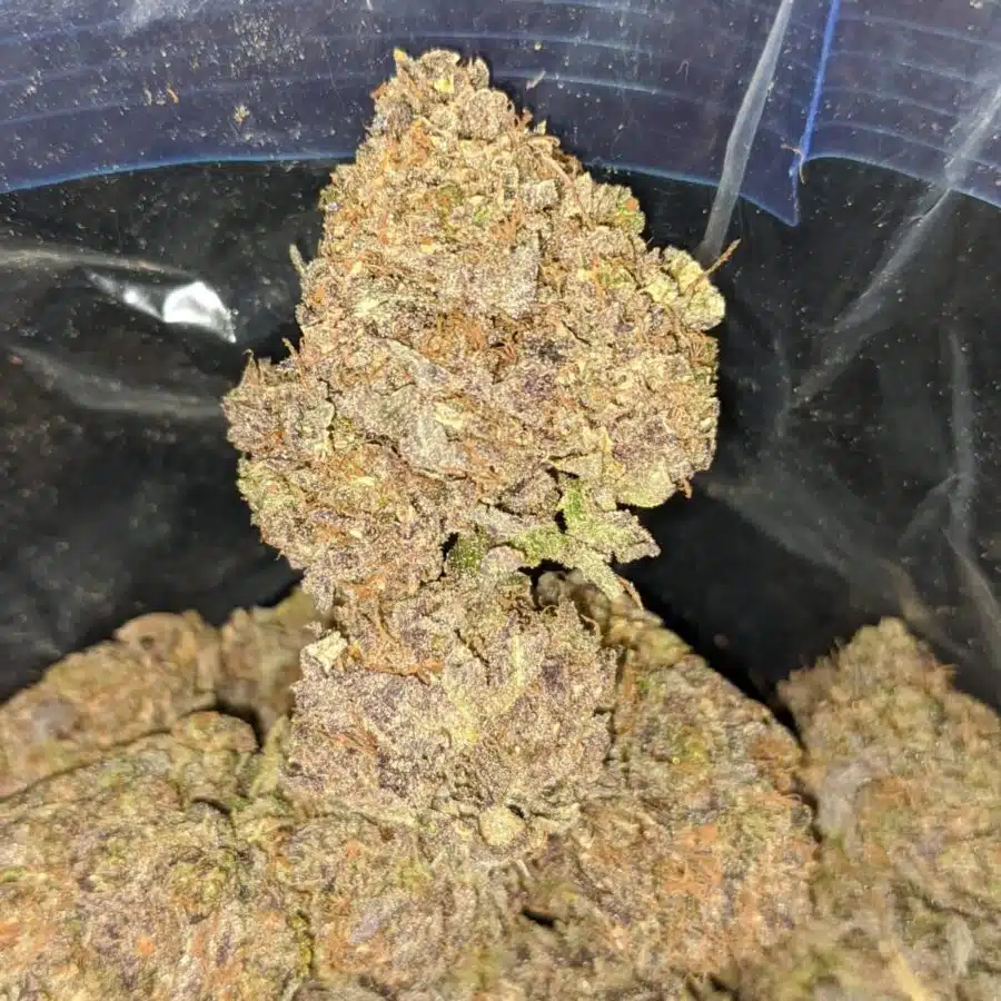 mandarian cookies 2 I Super Grape AAA