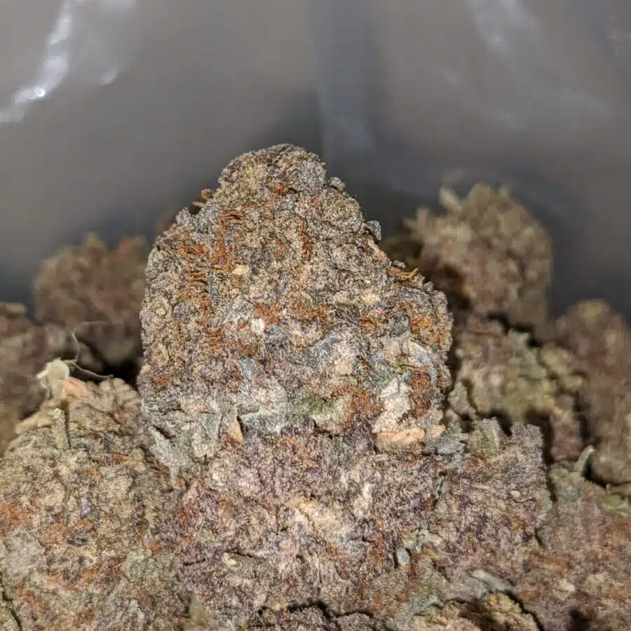 purple haze aa 1 I Purple Haze AA+