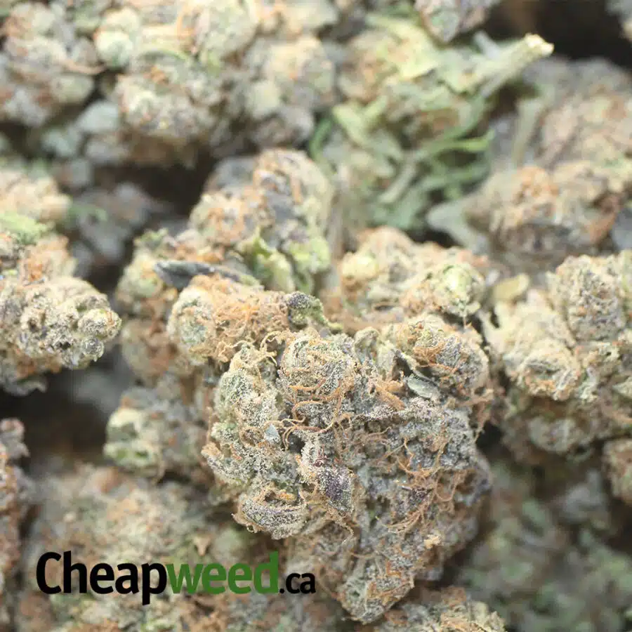 purple skunk aaa 1 I Purple Skunk AAA
