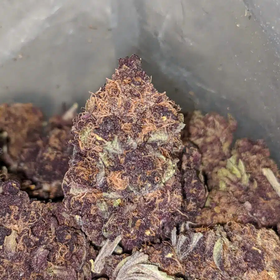 purple voodoo aa 1 I Purple Voodoo AA+