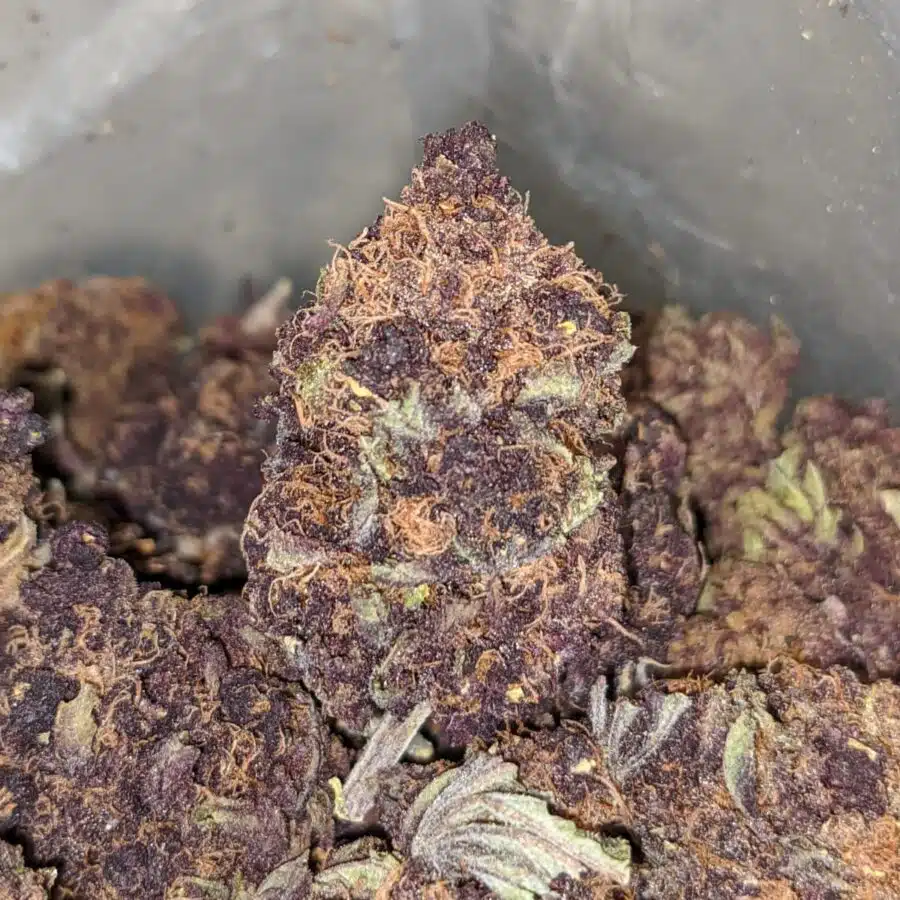 purple voodoo aa 2 I Purple Voodoo AA+