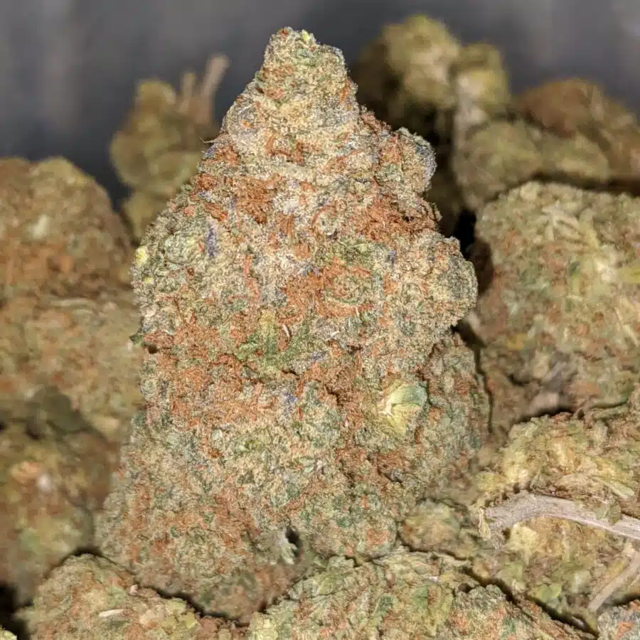 sn 1 I Shirley's Nuken