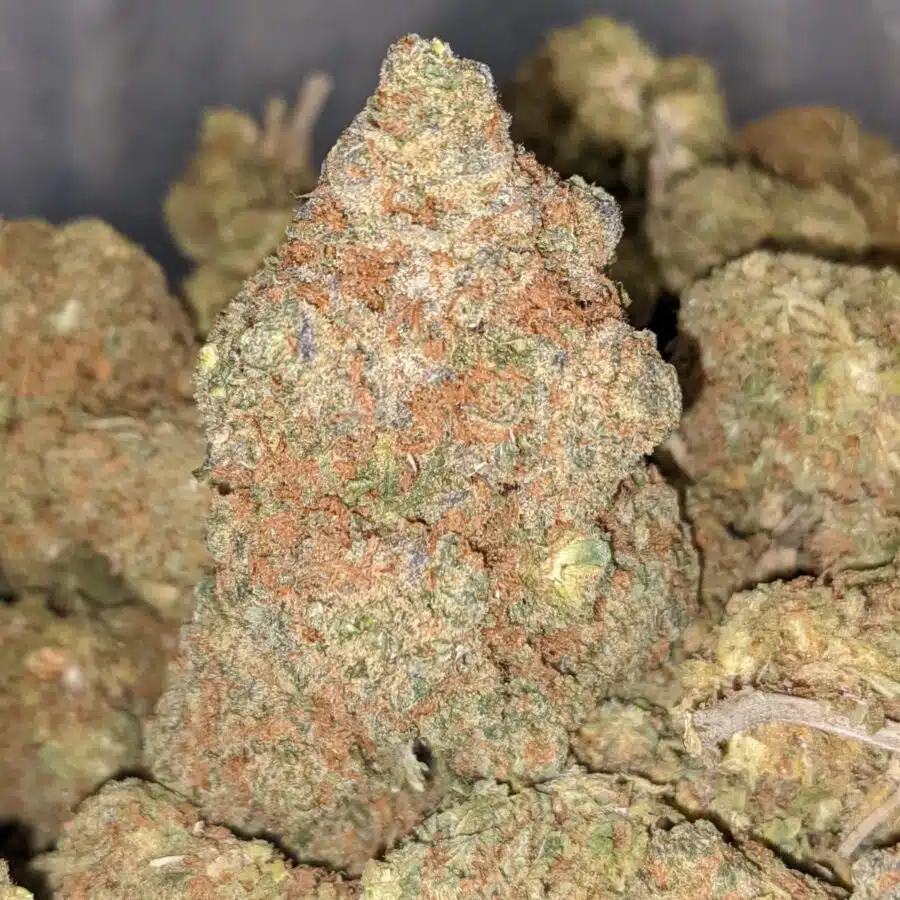 sn 2 I Shirley's Nuken