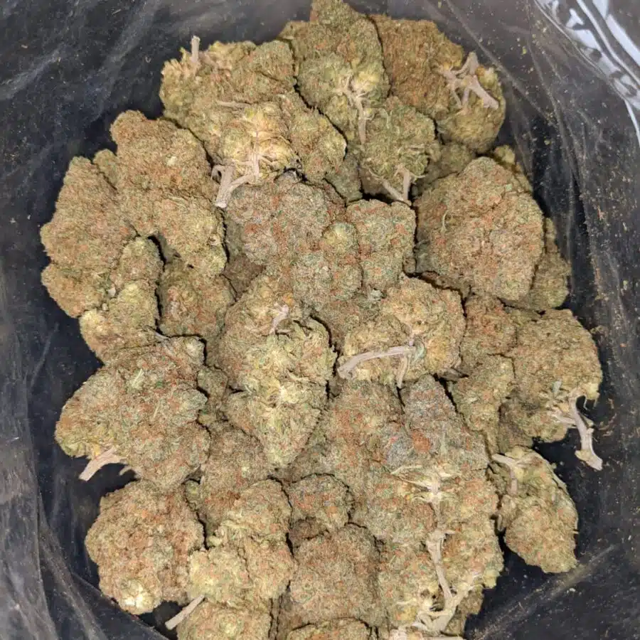 sn 3 I Shirley's Nuken