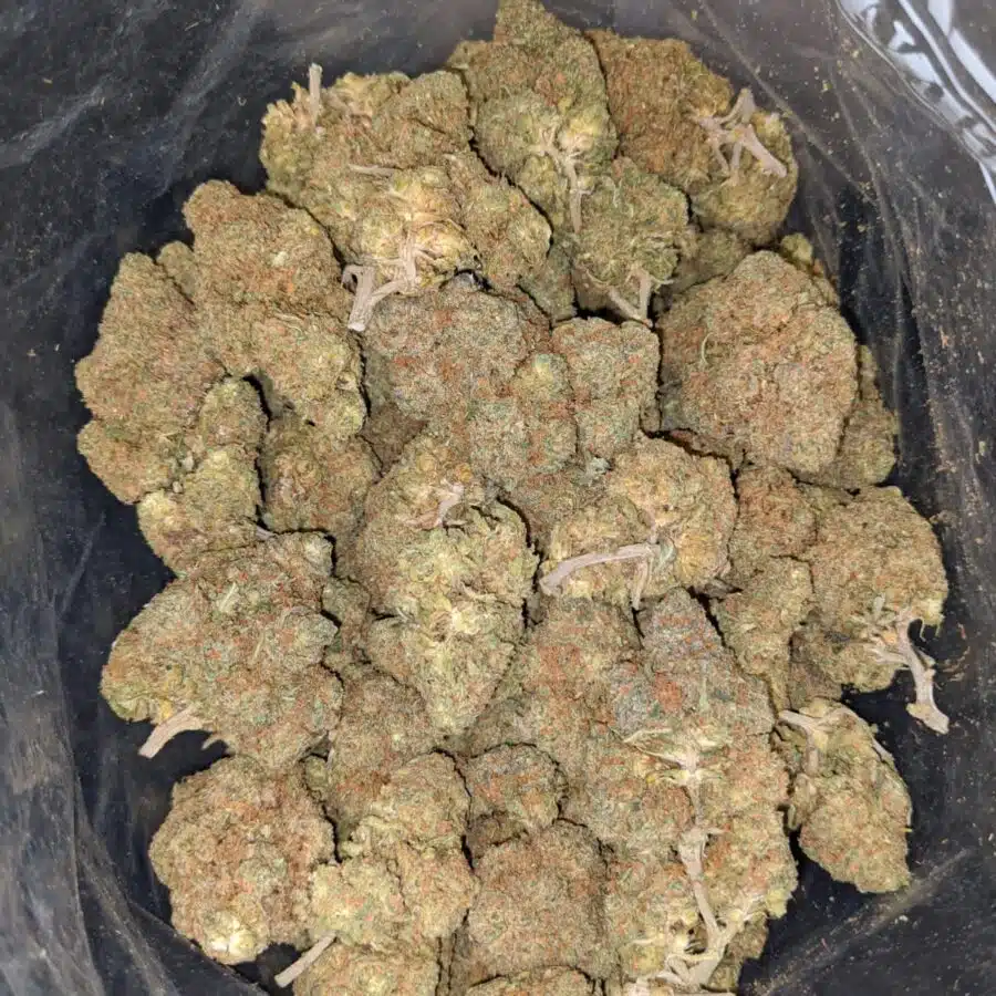 sn 4 I Shirley's Nuken