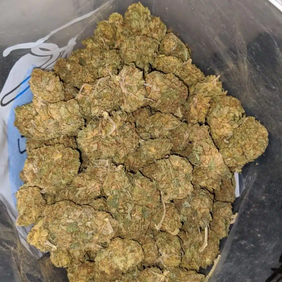 sour goblin aa 3 I Sour Goblin AA+