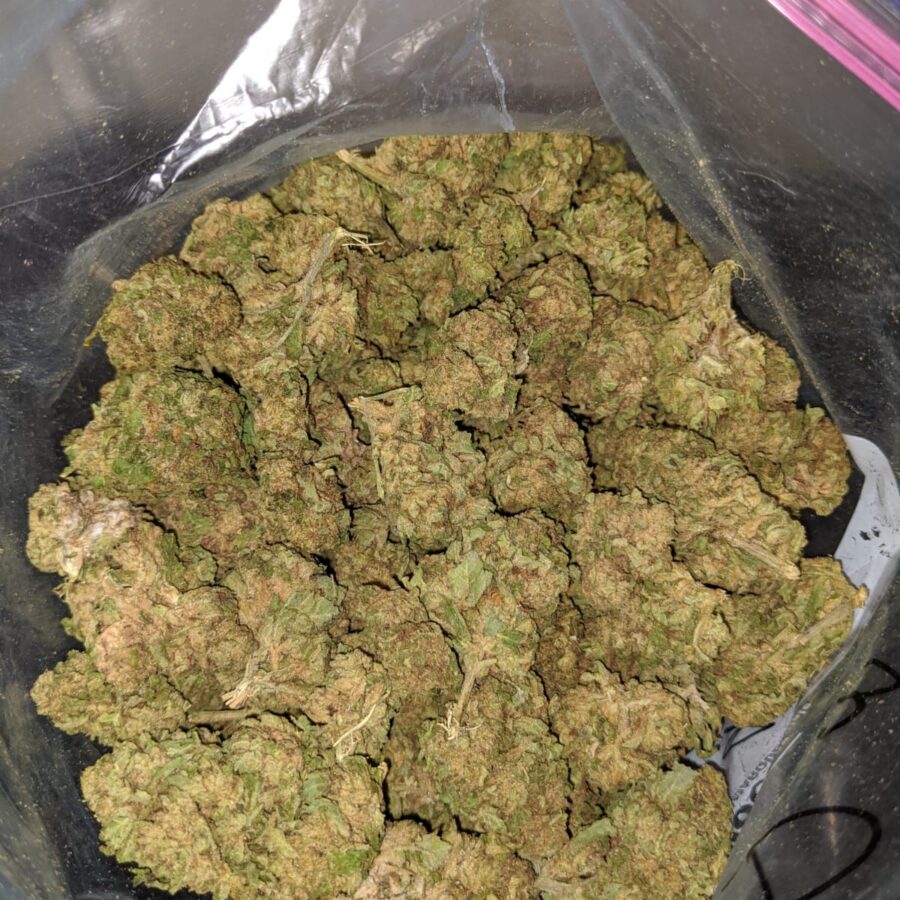 sweet kush aa 1 I Sweet Kush AA+