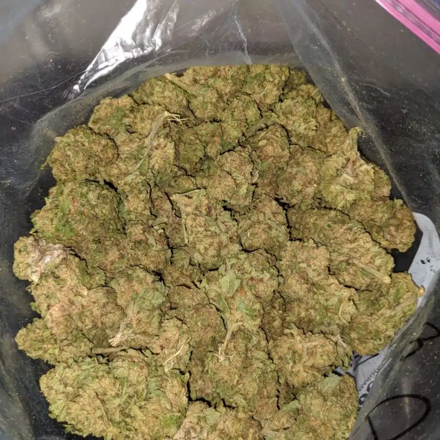 sweet kush aa 1 I Sweet Kush AA+