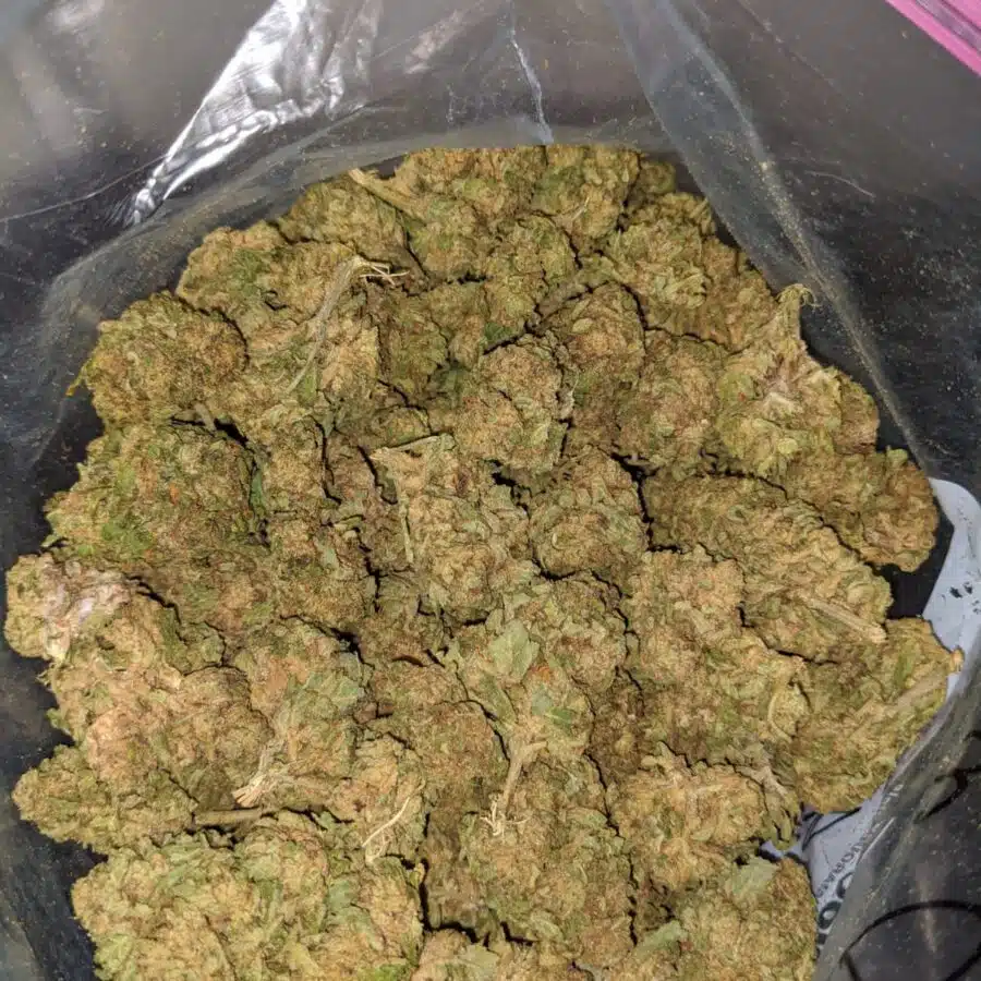 sweet kush aa 2 I Sweet Kush AA+