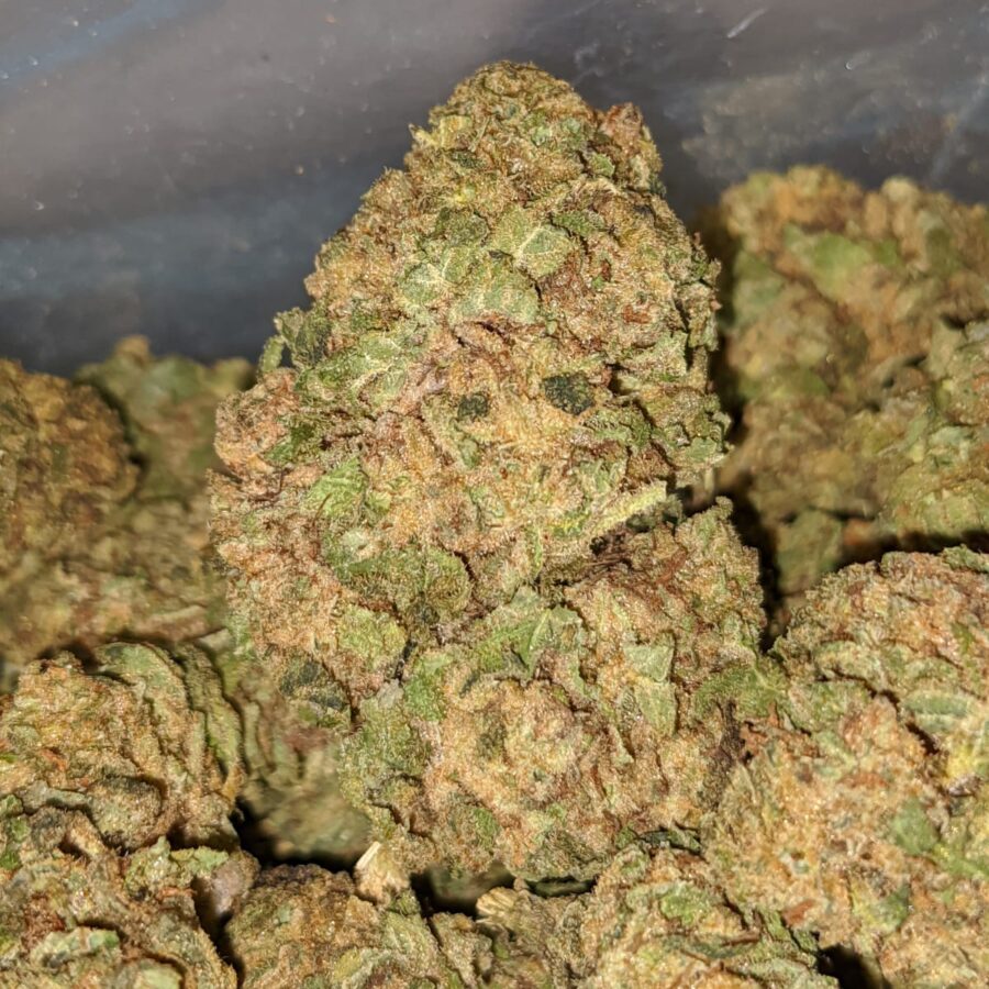 sweet kush aa 4 I Sweet Kush AA+
